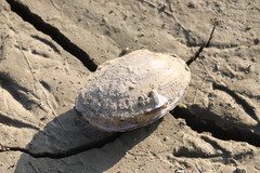 Sinanodonta