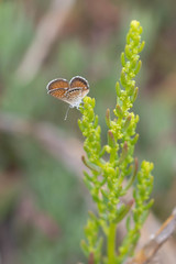 Brephidium exilis isophthalma