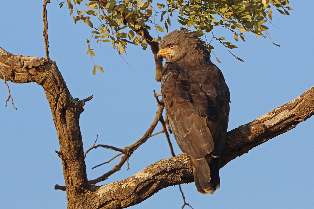 Western Banded Snake-Eagle photo
