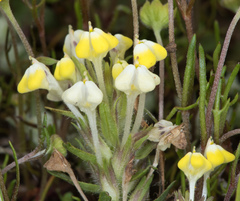 Castilleja campestris