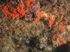 Felimare fontandraui