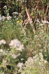 Jacobaea paludosa lanata