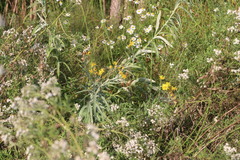 Jacobaea paludosa lanata