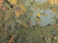 Gobius xanthocephalus