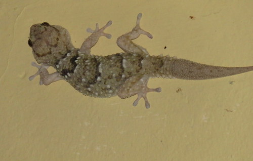 Chondrodactylus laevigatus