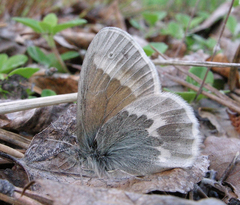 Coenonympha tullia yukonensis