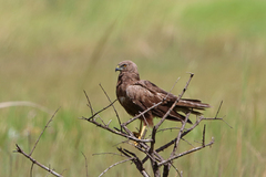 African Marsh Harrier photo 4