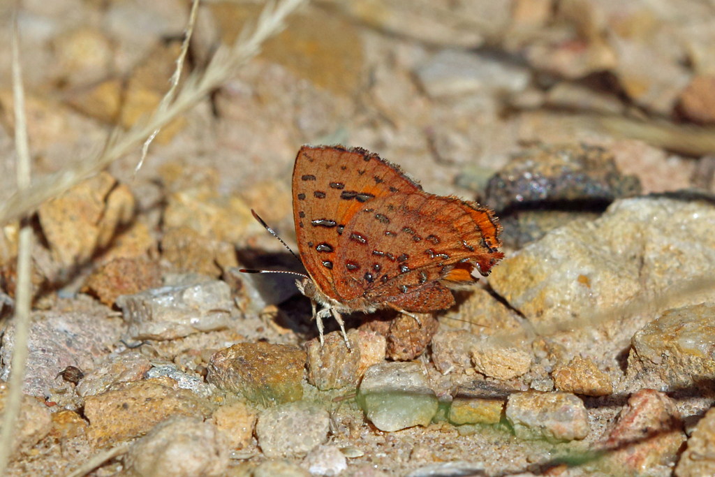 Axiocerses bambana