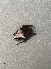 Verrucosa meridionalis