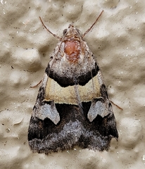 Drasteria pallescens