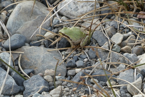 iNaturalist observation photo of Pacific chorus frog
