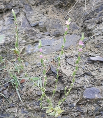 Schenkia spicata