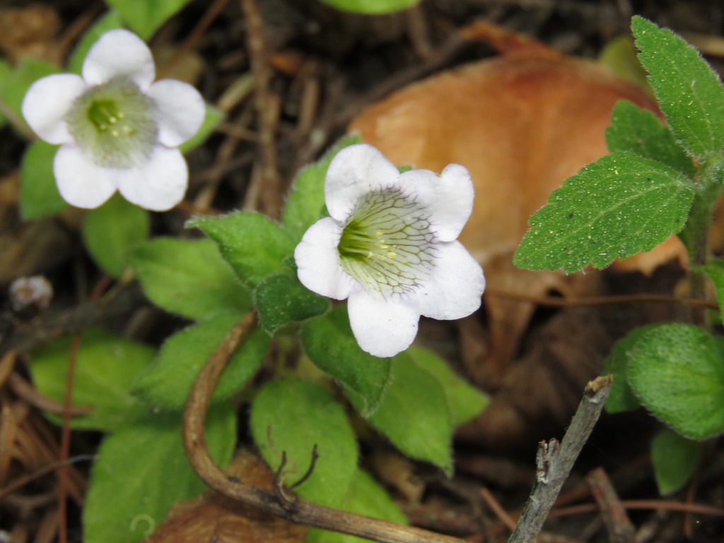 Nama prostrata