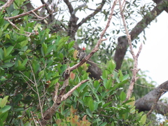 Hemicircus concretus