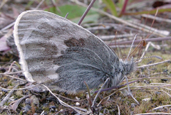 Coenonympha tullia yukonensis