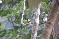 Eurylaimus ochromalus