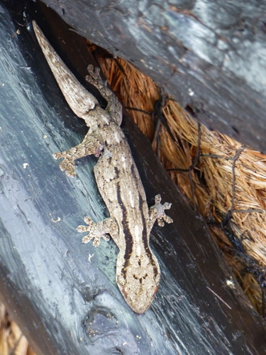 Homopholis arnoldi