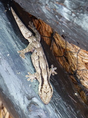Arnold's Velvet Gecko photo 2