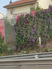 Ipomoea indica