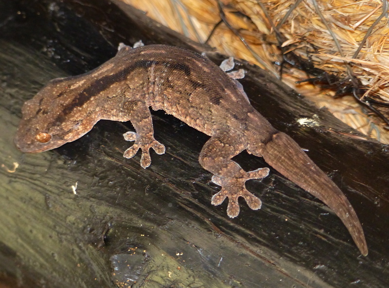 Arnold's Velvet Gecko