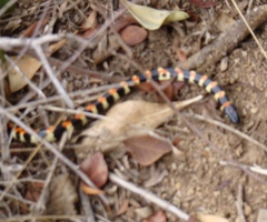 Homoroselaps lacteus