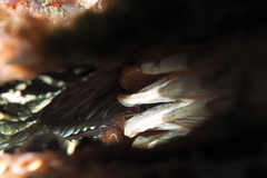 Pontonia pinnophylax