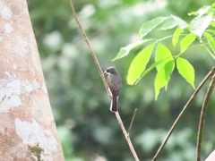 Hemipus hirundinaceus