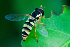 Ischiodon