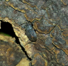 Aphanus rolandri
