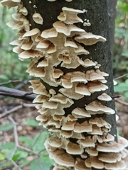 Cerrenaceae