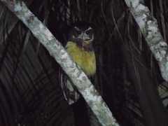 Pulsatrix koeniswaldiana