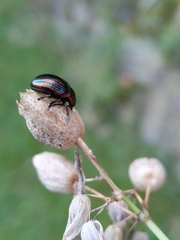 Chrysolina cerealis