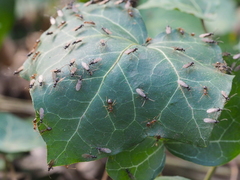 Prenolepis nitens