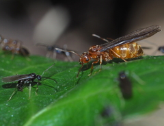 Prenolepis nitens