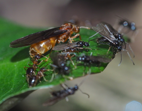 Winter Ant