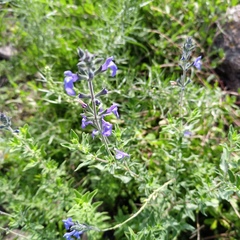 Salvia chamaedryoides