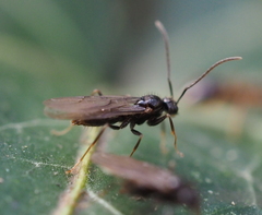 Prenolepis nitens