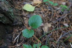 Pyrola minor