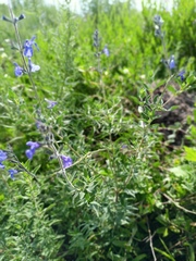 Salvia chamaedryoides