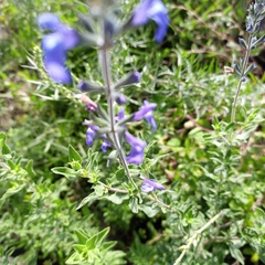 Salvia chamaedryoides
