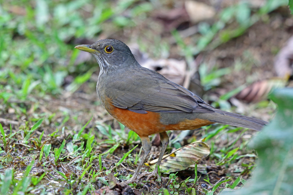 Rufous-bellied Thrush photo