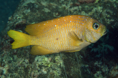 Yellowtail Damselfish photo 5