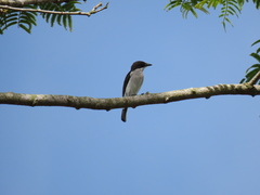 Hemipus hirundinaceus