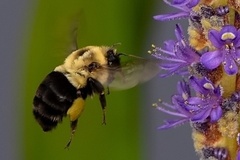 Bombus impatiens image