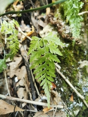 Asplenium adiantum-nigrum