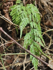 Asplenium adiantum-nigrum