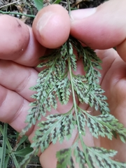 Asplenium adiantum-nigrum