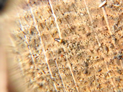 Mioptachys flavicauda