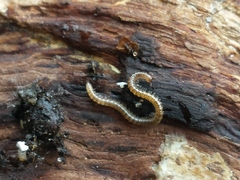 Blaniulidae