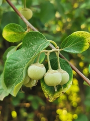 Styrax officinalis